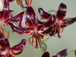 Foto: Dr. Peter Müller